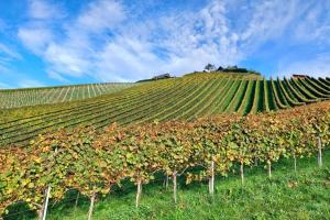 Naturjuwel inmitten der Weinberge