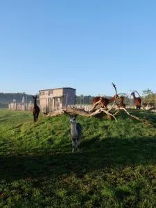 Tiny House Alpakablick - inklusive gratis Alpaka Meet & Greet - Raesfeld