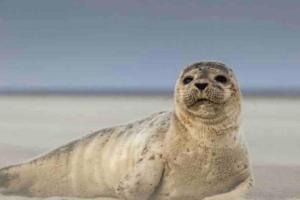 Maisons de vacances Douce Parenthese Marine Berck sur Mer Garage, 300 m plage, calme, paisible : photos des chambres