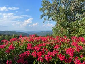 Rustic villa Roza with outdoor pool in Kupjak