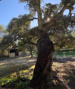 Casa Rural Los Murtales