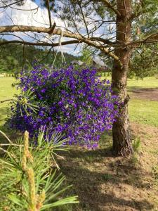 Wild rose: Cozy place in Ķesterciems near the sea