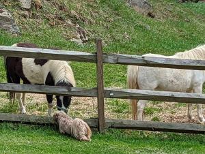 Airstream at a Petting Zoo w Hot Tub