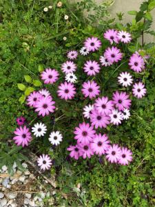 Sejours chez l'habitant La Sirene : photos des chambres