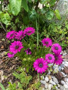 Sejours chez l'habitant La Sirene : photos des chambres