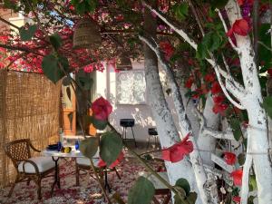 Teodora e Teodorina bohemien house img33