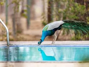 Joe's Bungalow Yala - Yala