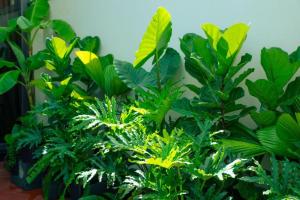 Nha Trong Pho - Moon House