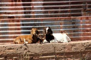 The Farm Life - Namibia