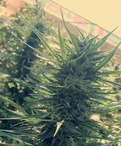 Ketama كتامة - Ketama