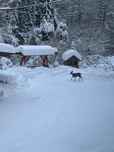 Apartamenty Kadłubek