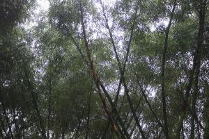 Verdant Hillock