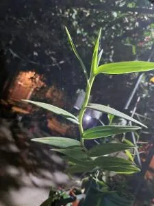 SHIMER HOMESTAY - 育空河