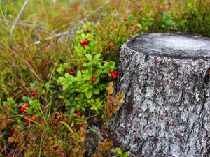 7 person holiday home in Oviken-By Traum