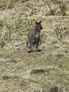 Carlton River Escape