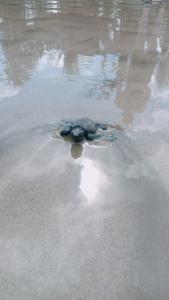 Balai Ko Beach & Cottages