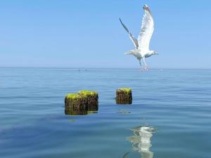 der Strandkater OG DG Priemer GM 69667