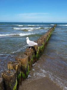 Ferienwohnung 62 OG Niermann