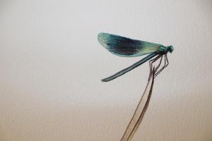 Donauhotel Lettnerhof