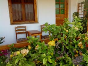 Drakano Rooms Ikaria Greece