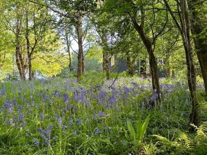 Cornwall Woodland Shepherds Hut Deirdres Hut