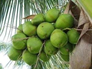 Ayur Padma Subram Home Stay
