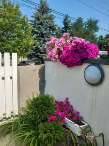 Apartment in Siofok - Balaton 48116