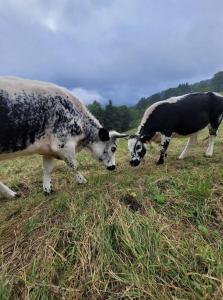Appartements Un coin de montagne : photos des chambres