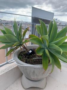 Athenian Panorama Loft