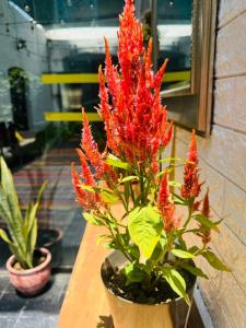 Maison Verte - Budget Edition