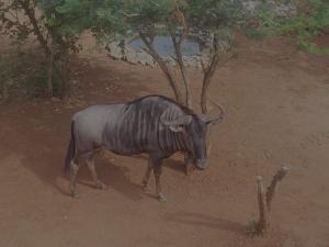 Rosendal Kruger View Villa