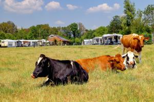 Camping Dal van de Mosbeek