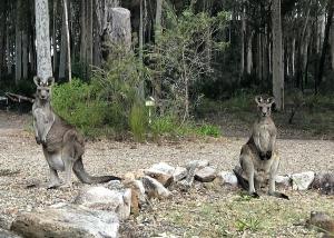 Carr Street Murramurang National Park managed by Batemans Bay Accom