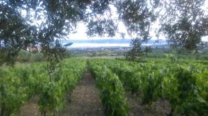 Apartments with parking spaces Kastel Novi, Kastela - 22378