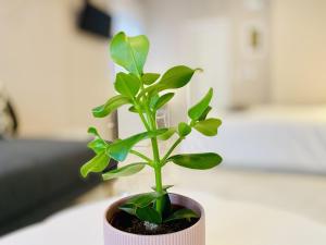 Central Syntagma Square Studio in Athens - Shell