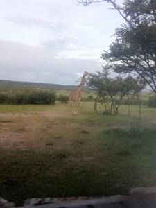 Narasha Homestay - Maasai Mara