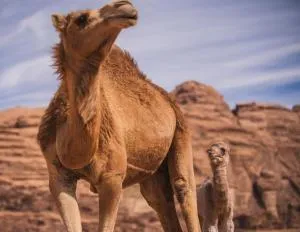 mohamid zwaidih camp - Disah