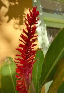 Hermosa Casa Antigua con Piscina Tropical