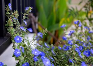 Negombo Green Palace