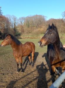 Maisons d'hotes Chalet au coeur de la nature : photos des chambres