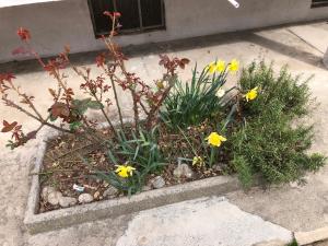 House vittone venaria reale 2