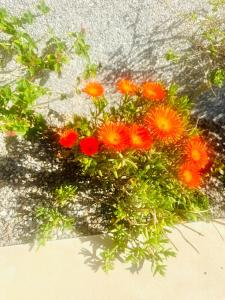 Los girasoles de Veneziola