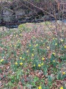 Chalets La cabane des ecureuils : photos des chambres