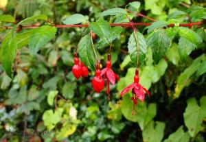 Stonechat Cottage - Portmagee