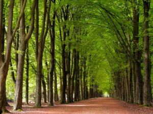 Spacious villa near IJsselmeer and forest