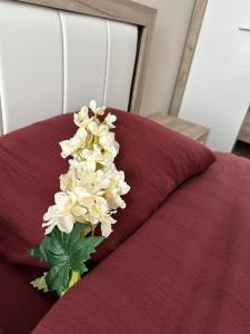 CENTER Elegant Living