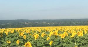 B&B / Chambres d'hotes Chateau des Fouilloux : photos des chambres