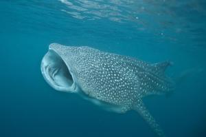 Pintuyan Dive Resort