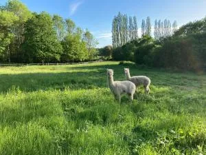 Dragonfly Lodge Ifold & Alpaca My Tipi Glamping - Rudgwick