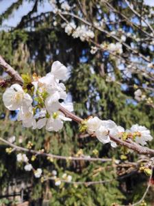 Hébergements à La Rive, Accueil ouvert tous les jours jusquà 20h00 dernier délai, depuis 30 ans ! Réserver ici svp ! Merci ! Aucun règlement à distance accepté, Paiement par CB, Espèces, Chèque ou Chèques-Vacances impérativement à la rem